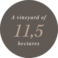 Domaine Charton, Winegrowers at Mercurey - 11,5 hectares de vignes