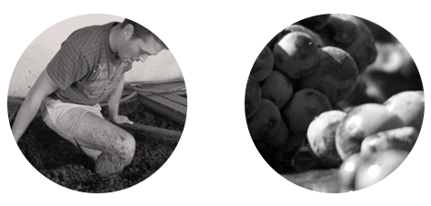 Domaine Charton, Viticulteurs à Mercurey - Respect du raisin