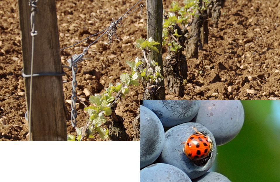 Domaine Charton, Viticulteurs à Mercurey - De la vie dans la vigne