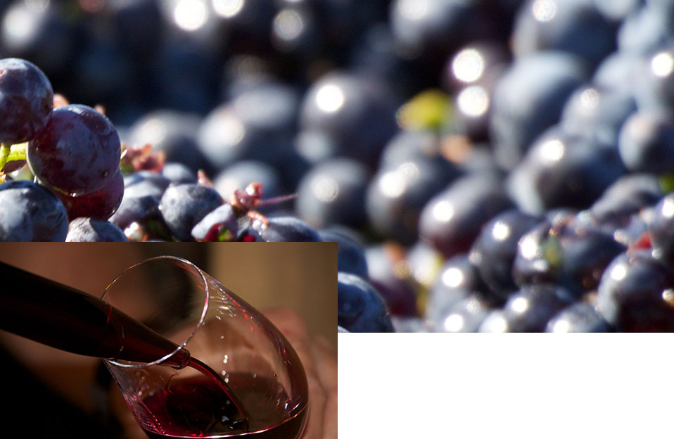 Domaine Charton, Viticulteurs à Mercurey - Des vinifications naturelles