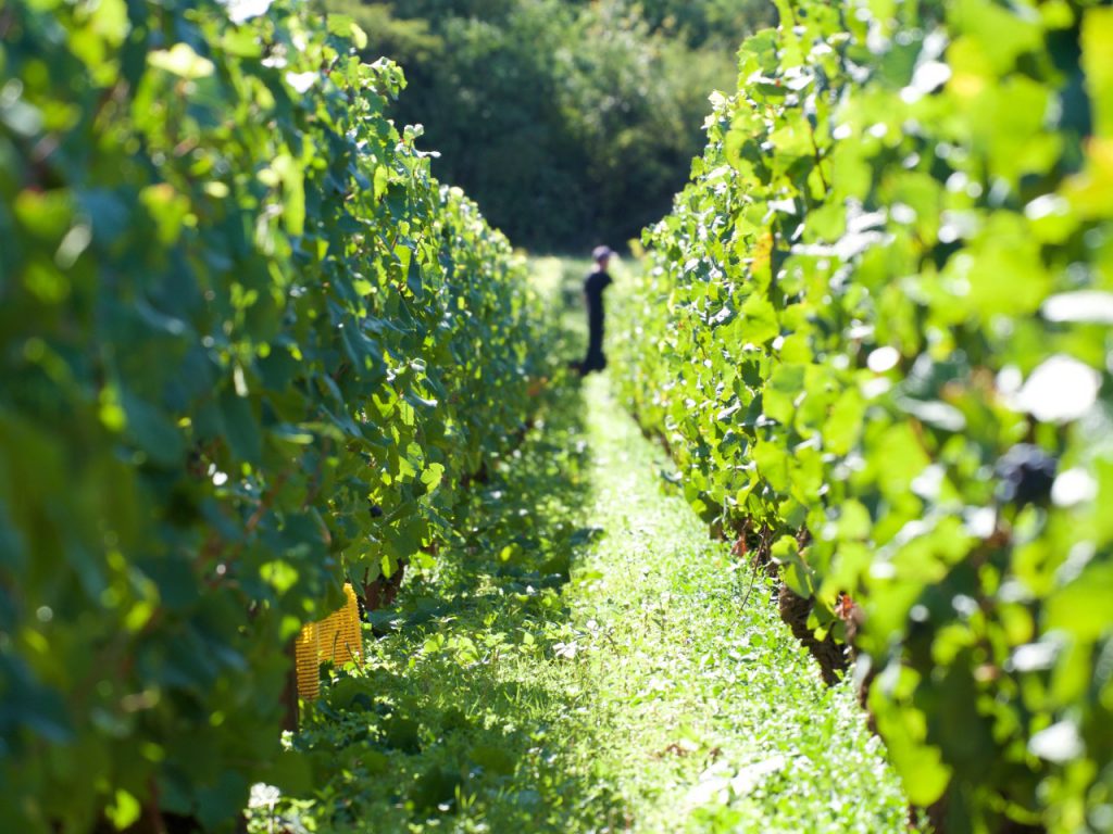 Domaine Charton, Winegrowers at Mercurey - 