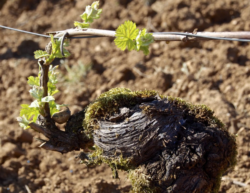 Domaine Charton, Viticulteurs à Mercurey - 