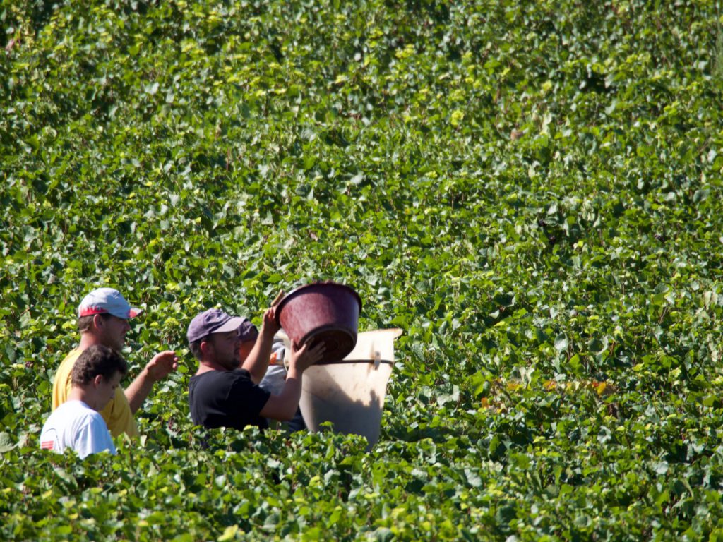 Domaine Charton, Viticulteurs à Mercurey - 