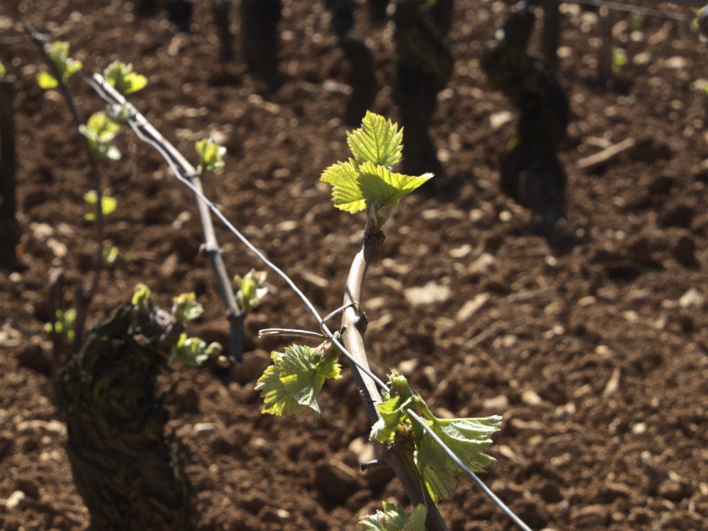 Domaine Charton, Winegrowers at Mercurey - 