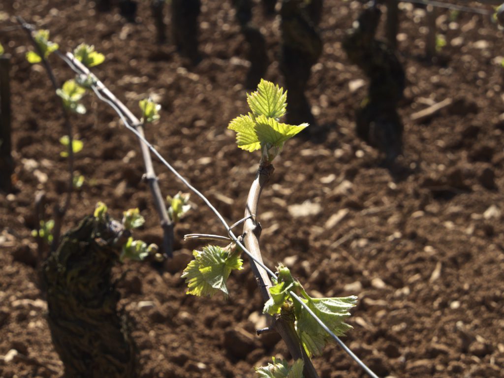 Domaine Charton, Viticulteurs à Mercurey - 